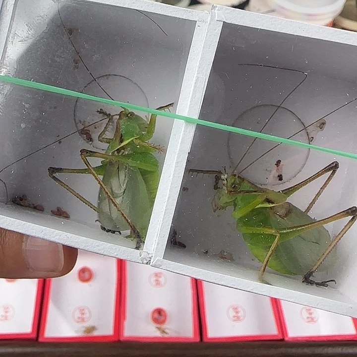 贾姐翠绿扎嘴两只长须