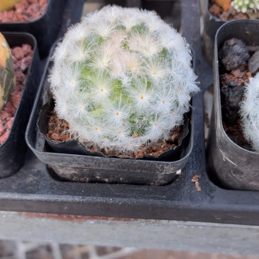 白星多肉9.9包邮发货