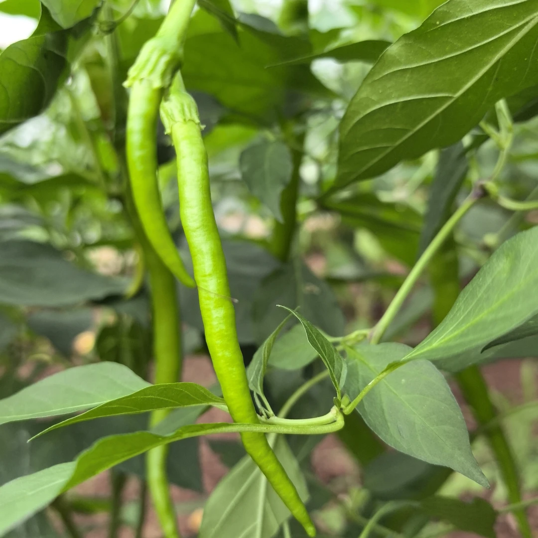 新鲜现摘二荆条青线椒农家精选可做泡椒剁椒