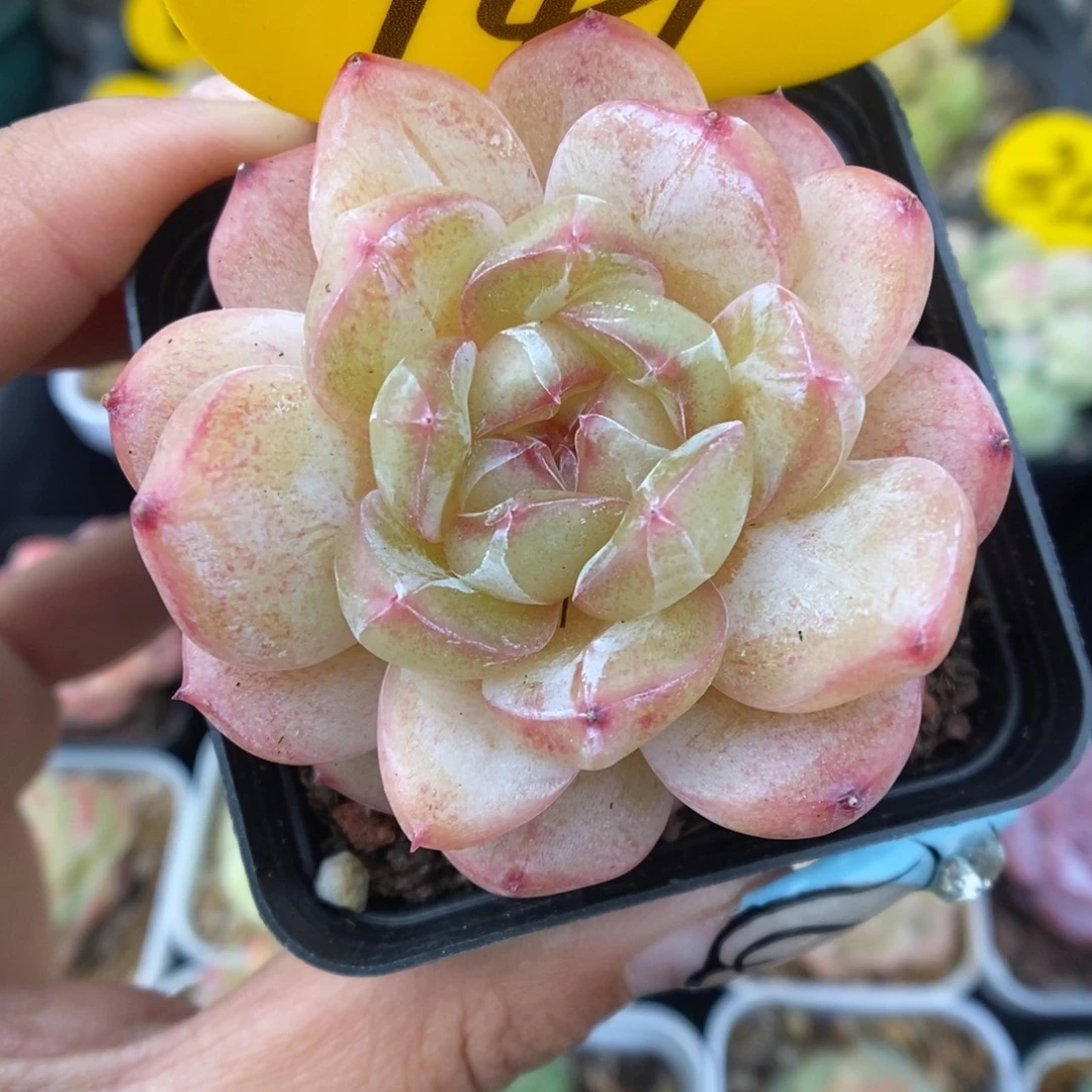 白雪珍妮可拍941号。