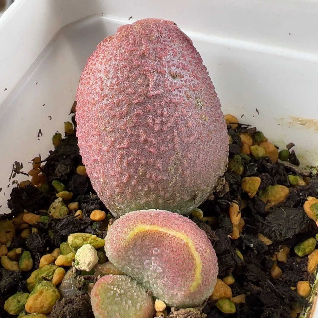 赛猪肝大苗多肉植物水泡