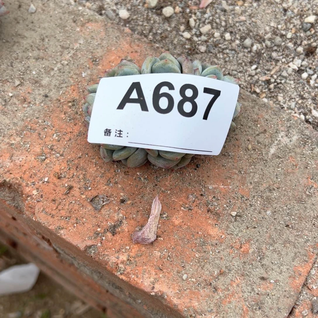 肉****?687 多肉多肉多肉多肉多肉多肉