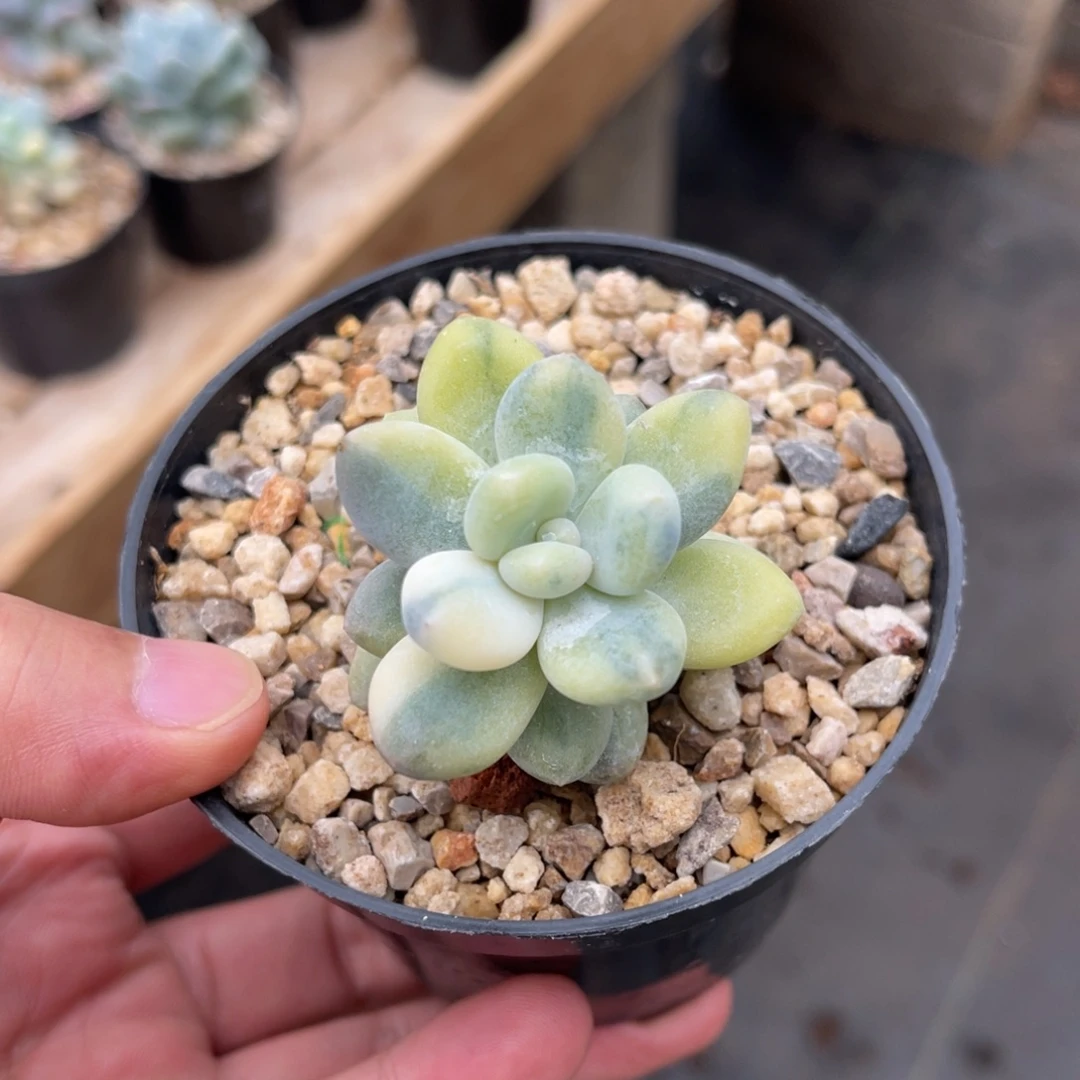 奶酪锦一物一拍不支持退换