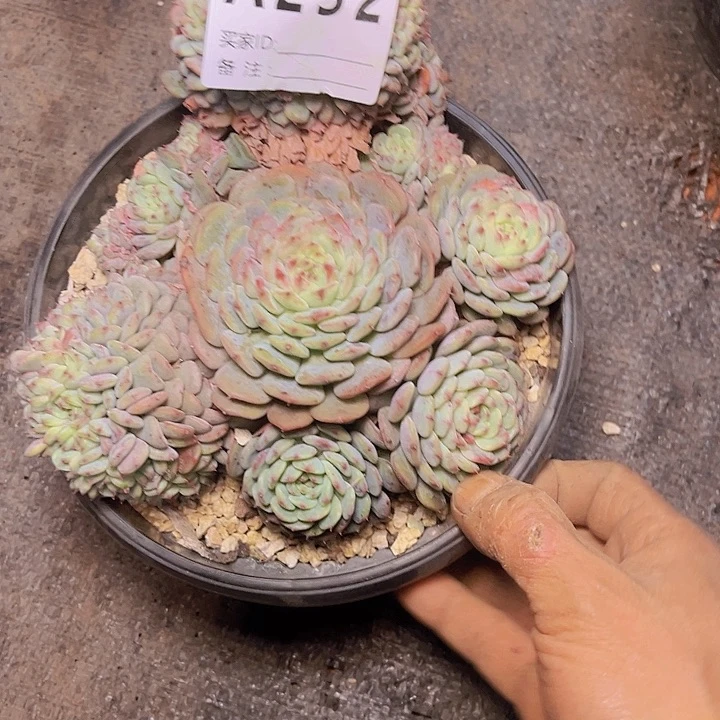 @***莲这就是所谓一群小