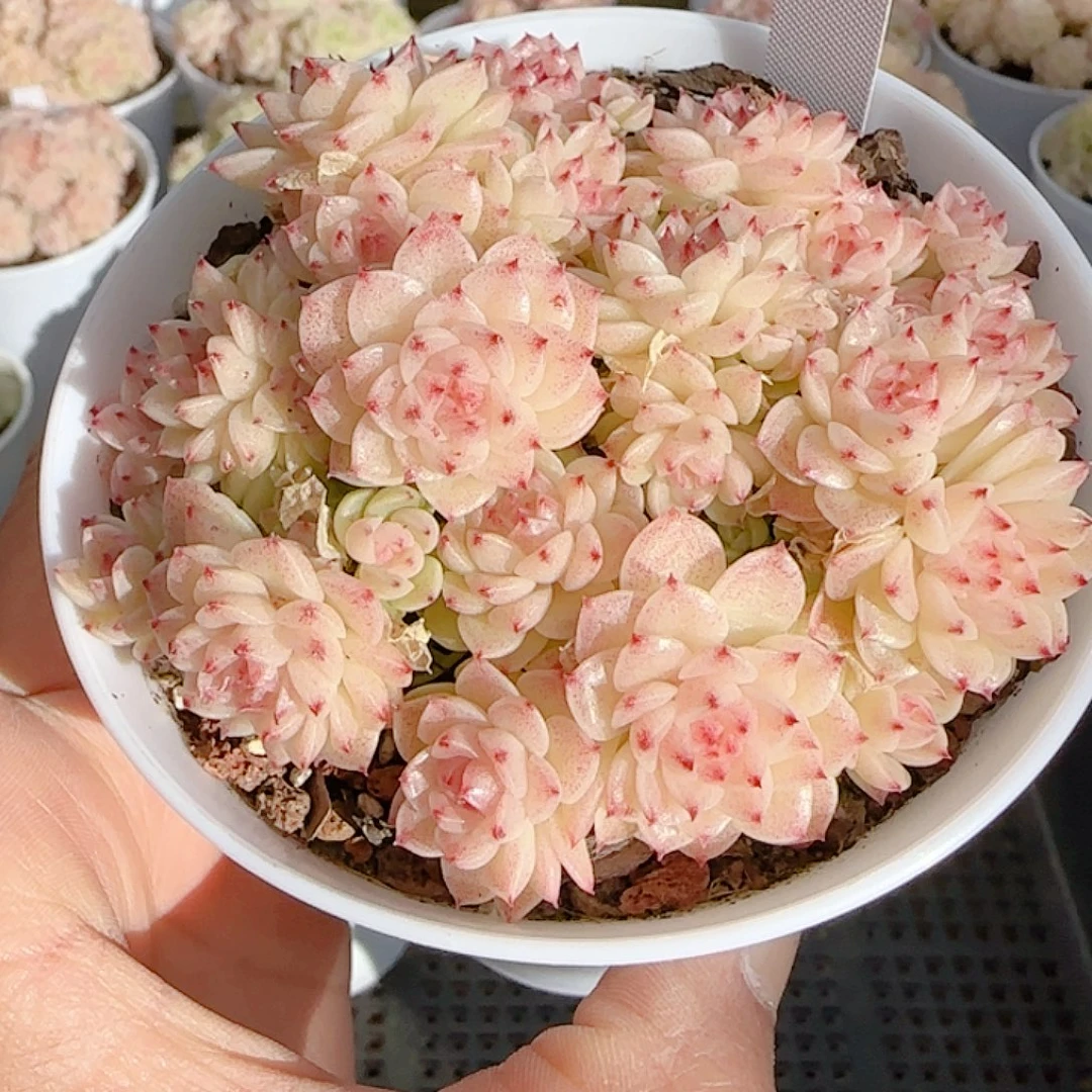 喵***）0104-117（m1-412-2）优选