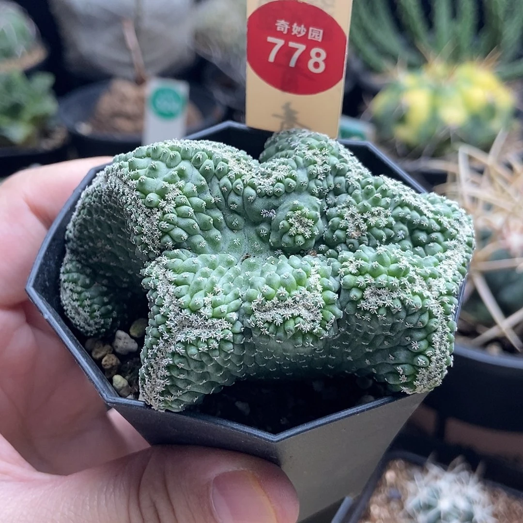 实生菊水缀化7.8cm一棵仙人球