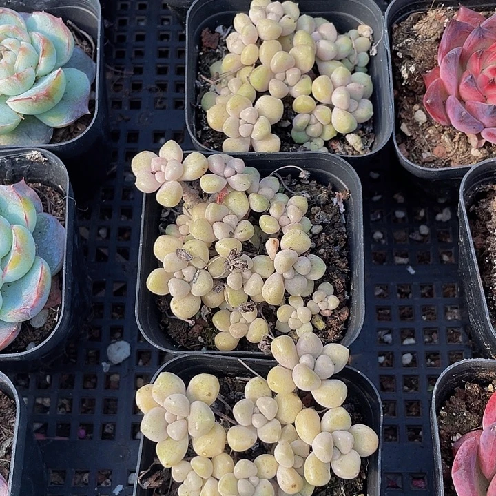 碗也姬秋丽带哦土发