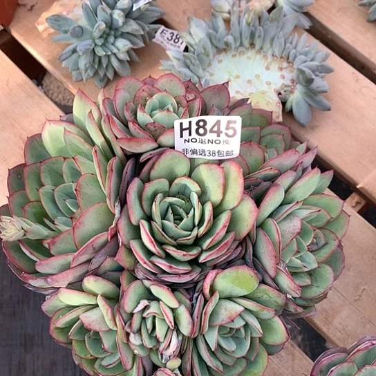 牡丹亭845 亏本处理退款拉黑7-8天发货