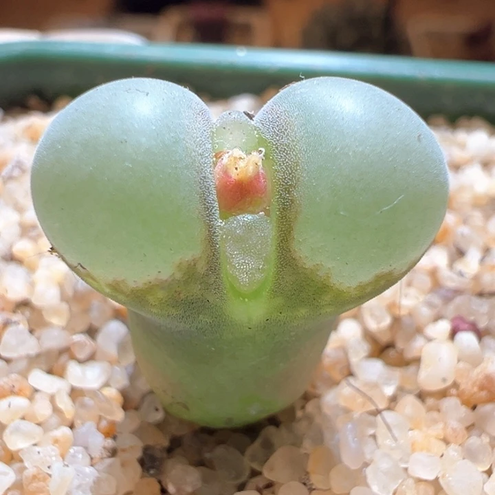 143. 四年母本优选超鼓翻窗b23.