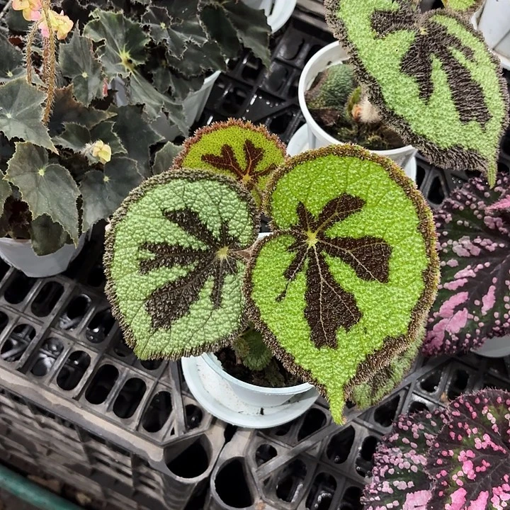 完全开放美文秋海棠