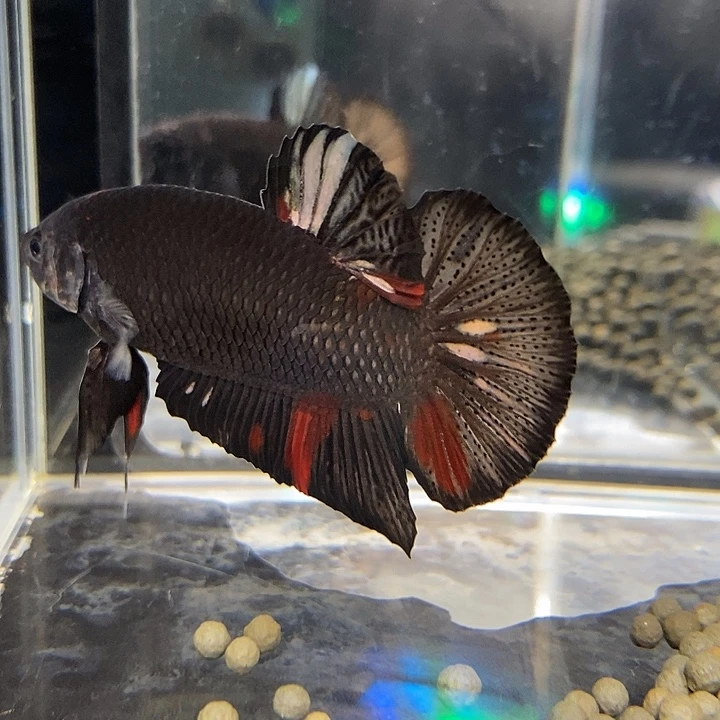 斗鱼黑113号巨斗将军