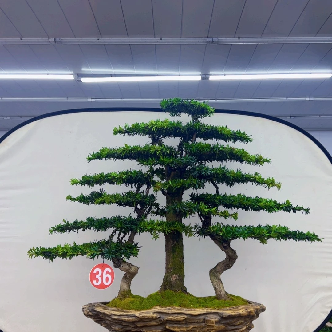 无花朵罗汉松盆景造型艺术作品