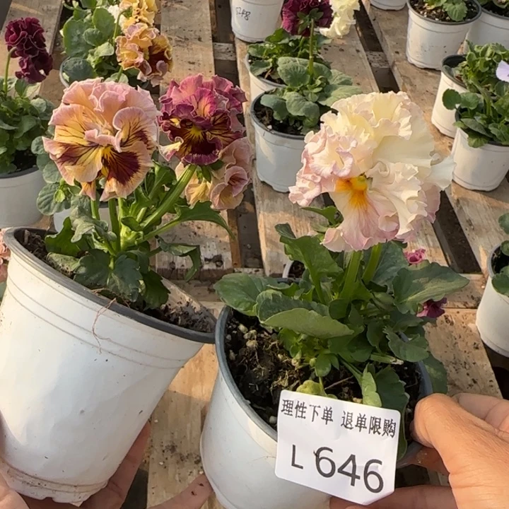晴***天无花朵L646两棵一组小苗零下5勿拍