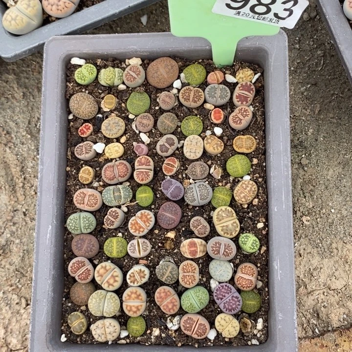 一***贝生石花小鱼和一983