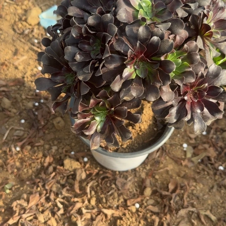 3326 欧若拉清棚处理不包断枝