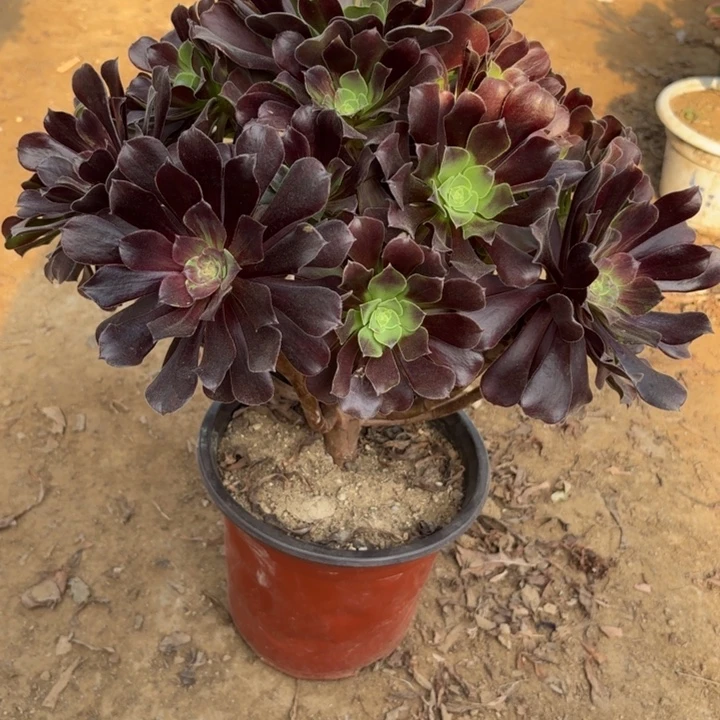 多肉植物法师噢若拉24