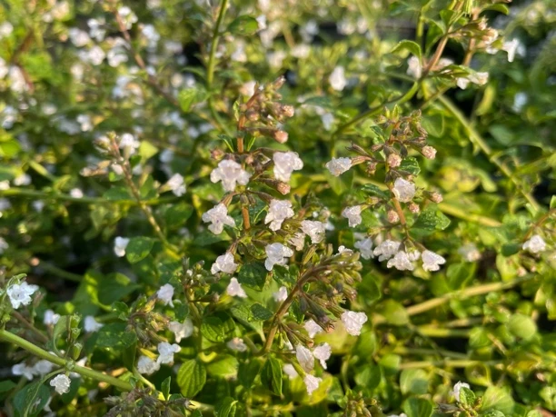 罗马薄荷可食用香草盆栽地栽耐寒多年生花卉