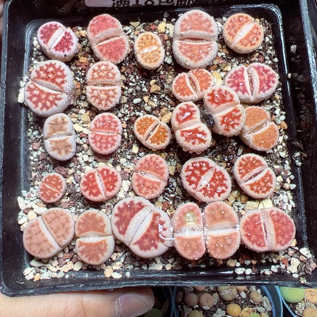 【闪购商品】 619。