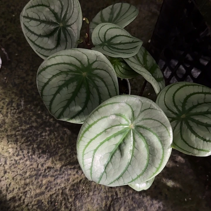 月***吟麒麟瓜两颗60
