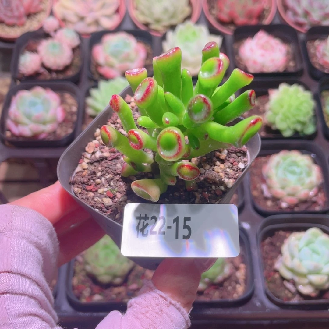 花利美22-15吸财树