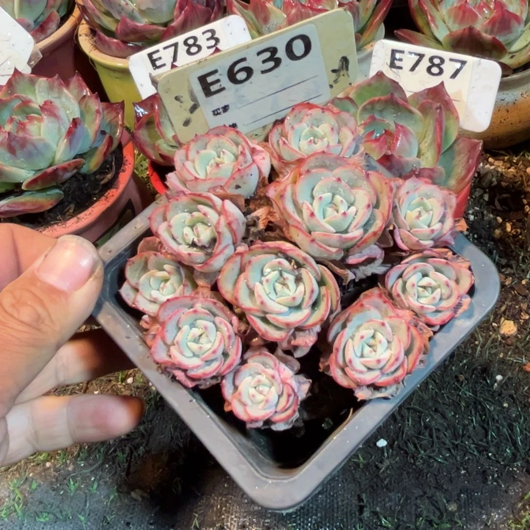 奶油黄桃630号多肉