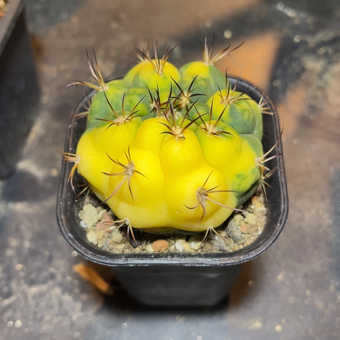 实生天紫丸锦一物一拍