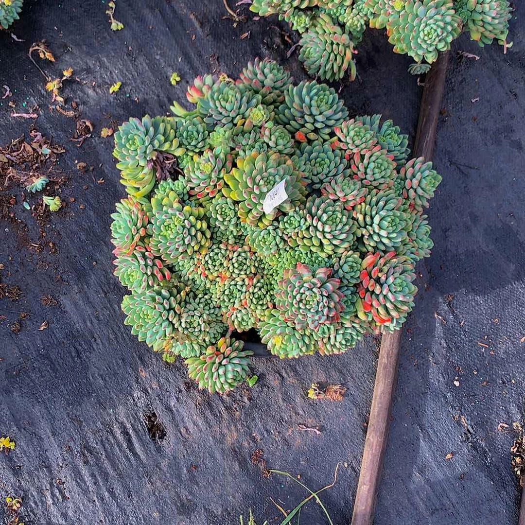 皓***宝蓝苹果10041多肉多肉