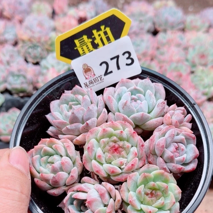 多肉植物多肉植物