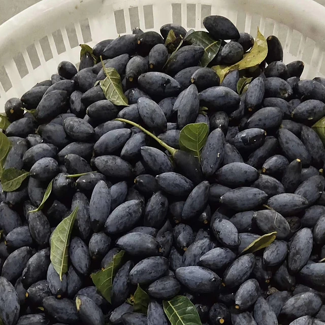 乌榄新鲜乌橄榄 香油榄潮汕特产车酸榄左尾榄黑橄榄现摘乌橄榄5斤