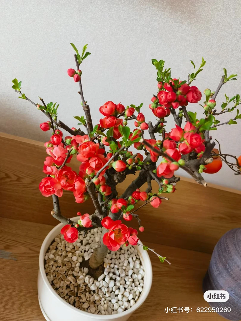 111长寿冠红宝石海棠花宵花盆景花卉四季海棠春节开花盆