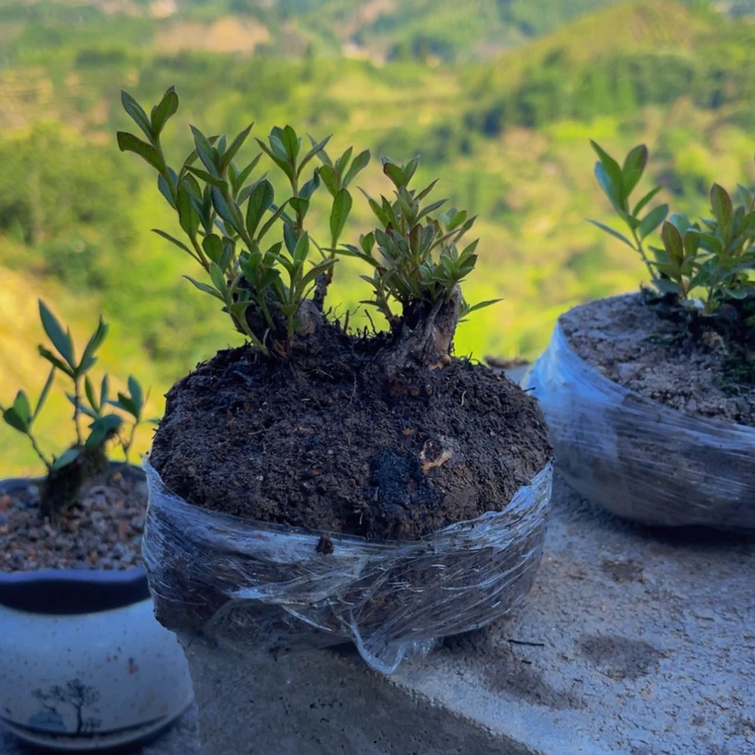 【闪购商品】无花朵陈*歌