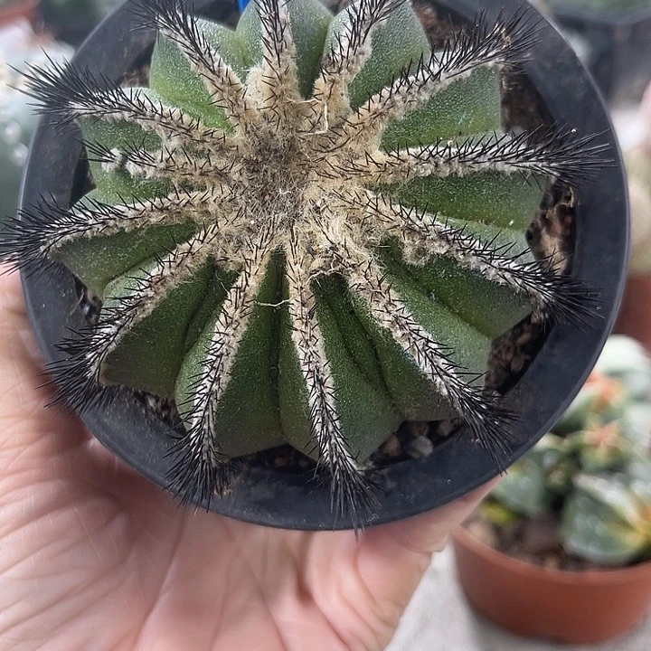 仙人球开花仙人球上