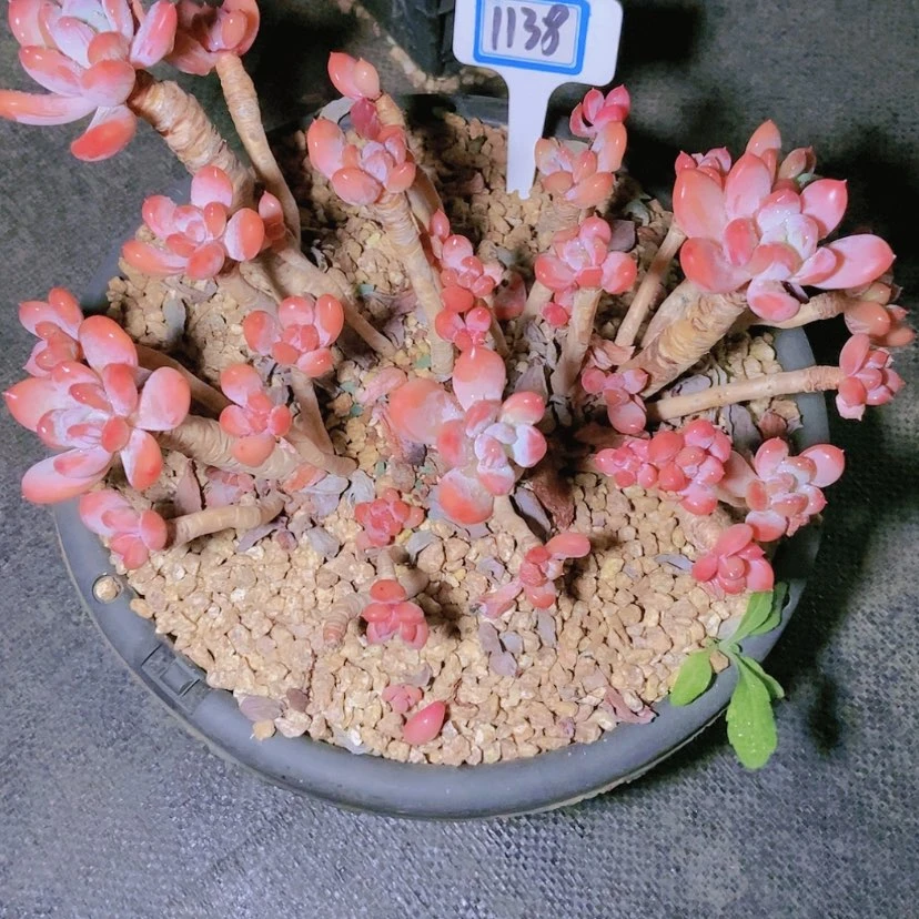 【闪购商品】你**子1138