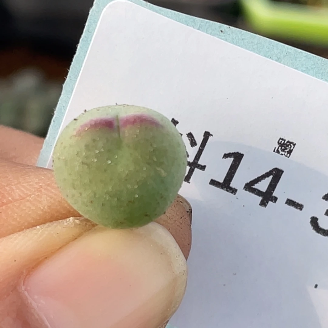 14-37比卡丘多肉植物