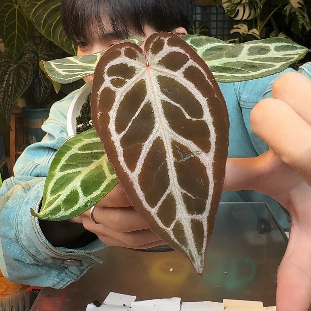 完全开放B164佛红杂银色闪光叶损福利无售后