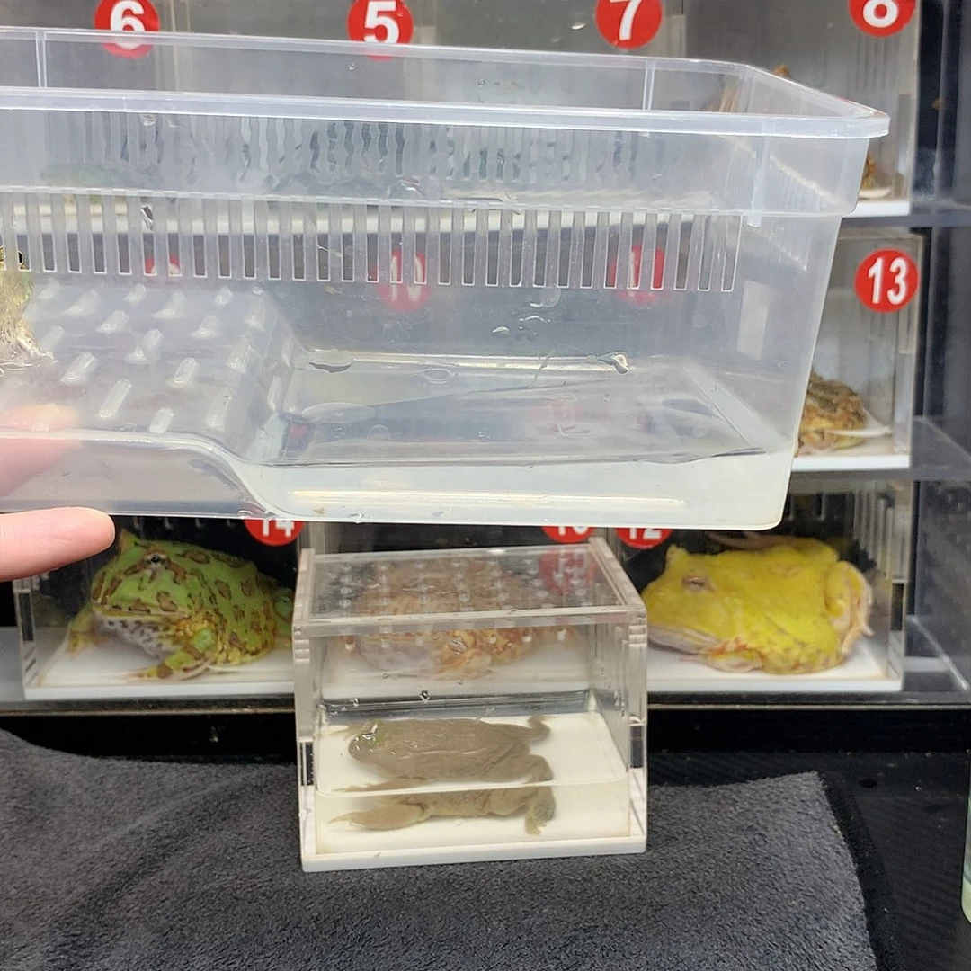 刘***飒角蛙盒子盒子盒子2个