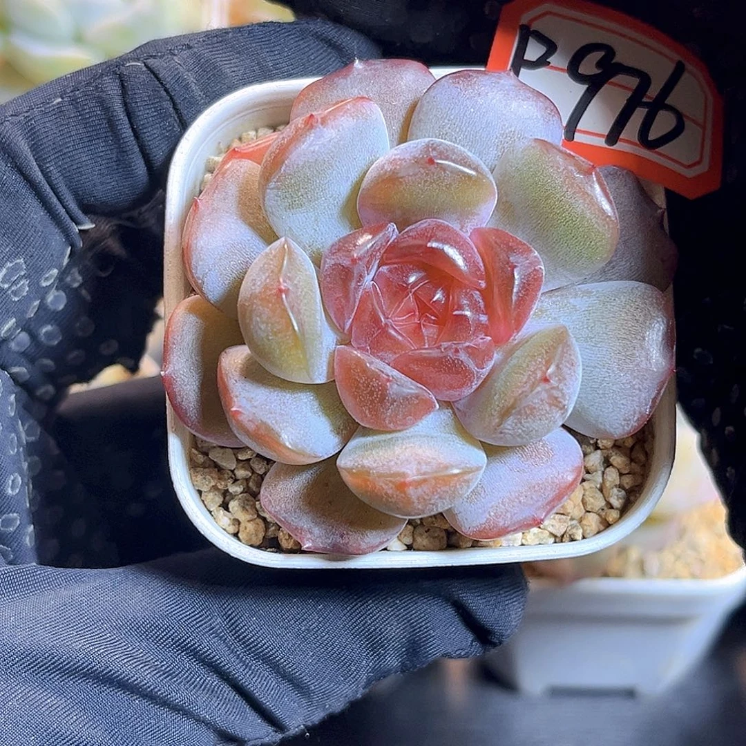 F976一物一拍 枣泥