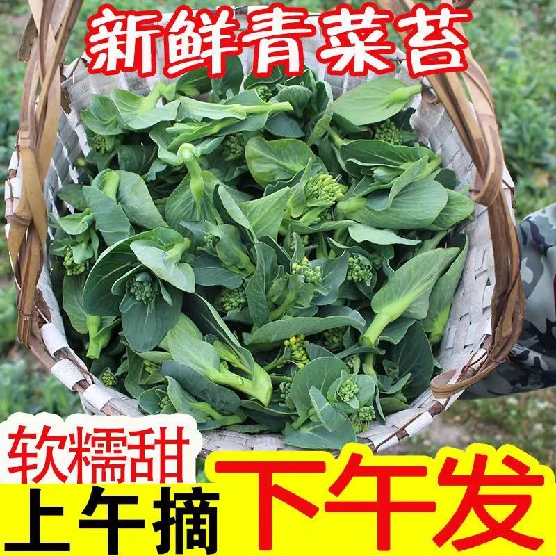 [顺丰速发]苏北菜苔新鲜霜冻菜心甜糯口感现摘农家蔬菜3斤5斤装