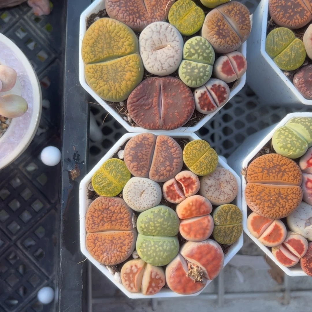 生石花多肉植物精品