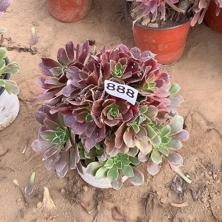 无花朵888金丝缺中