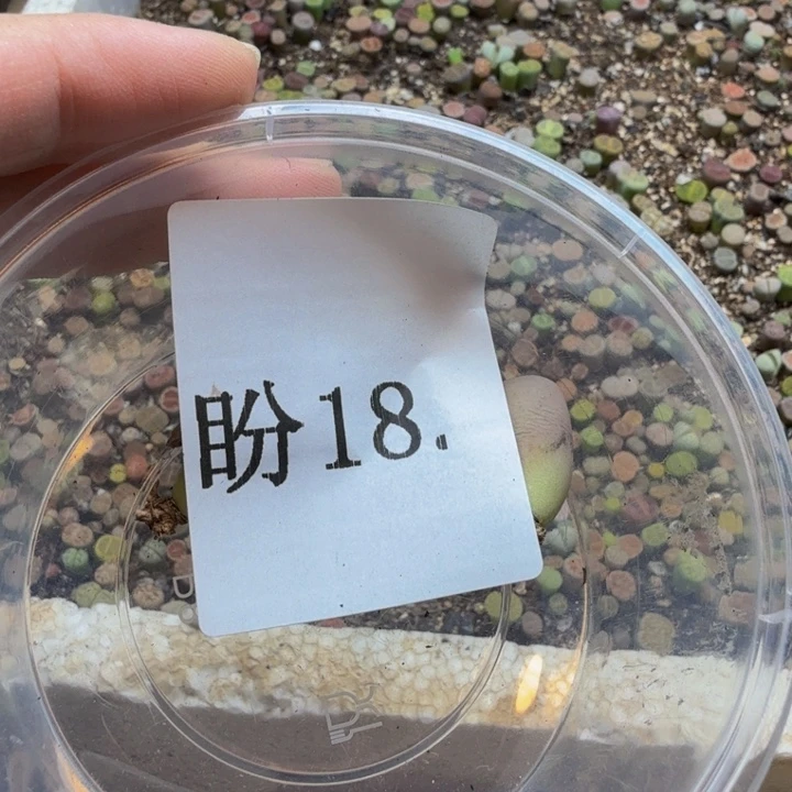 颖***寅多肉植物的生长发育18
