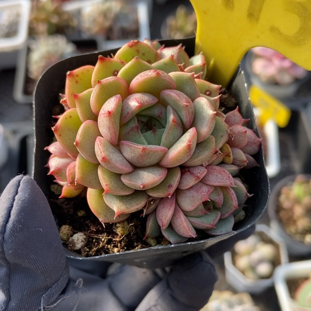 6113笨吧多肉植物保护