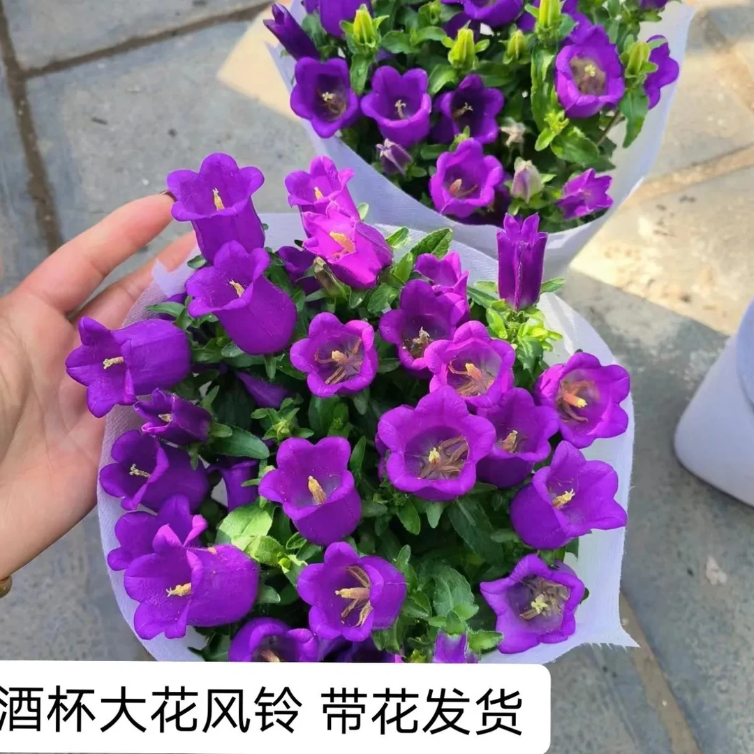 四季耐寒大花风铃草盆栽懒人带花庭院阳台花卉植物室内宿根室内