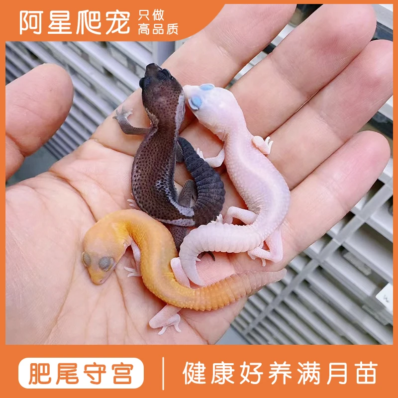 焦糖