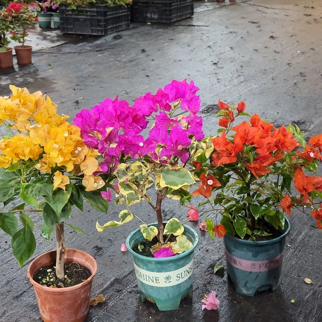 完全开放加州黄，金边宫粉，红桑巴