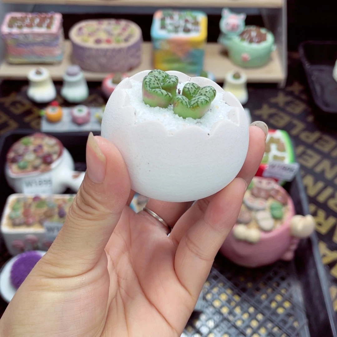 w1907 带盆土发货一物一拍