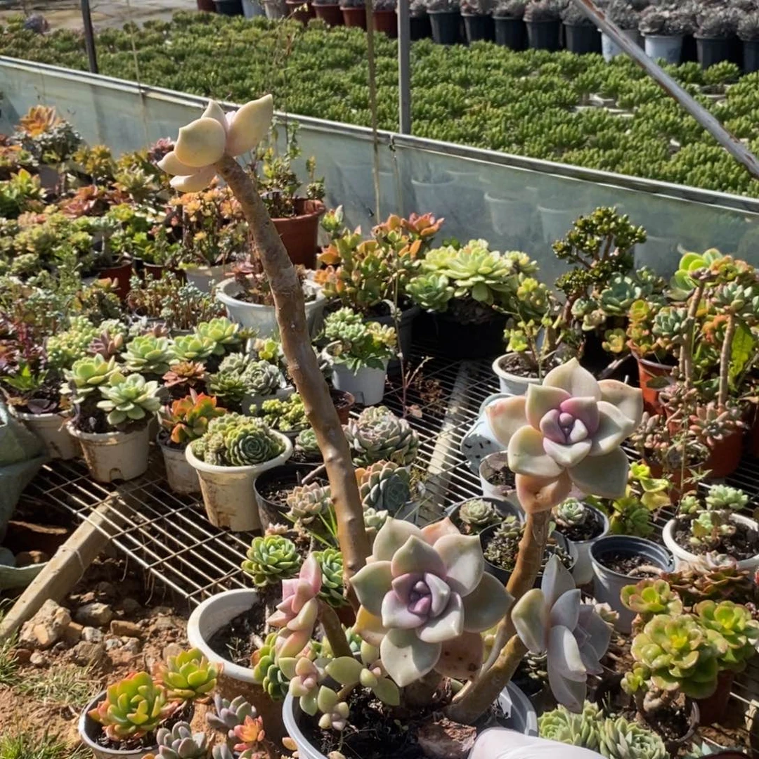 3714紫乐老桩一物一拍