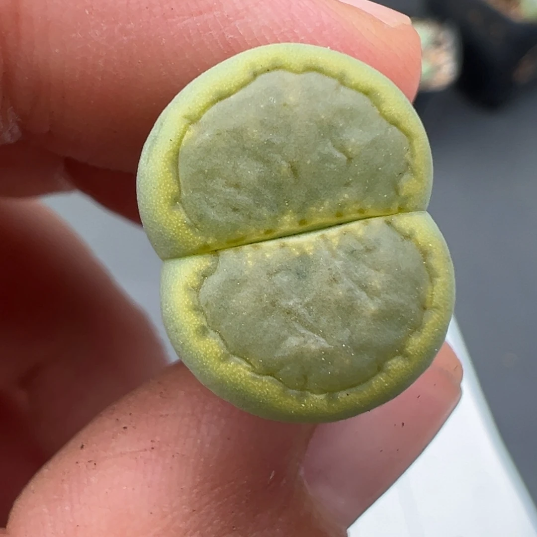11.26好看的多肉脱土发货429