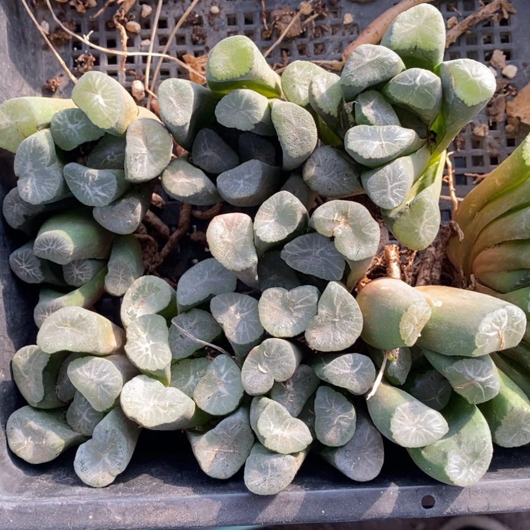 3002 一颗超大实生万象