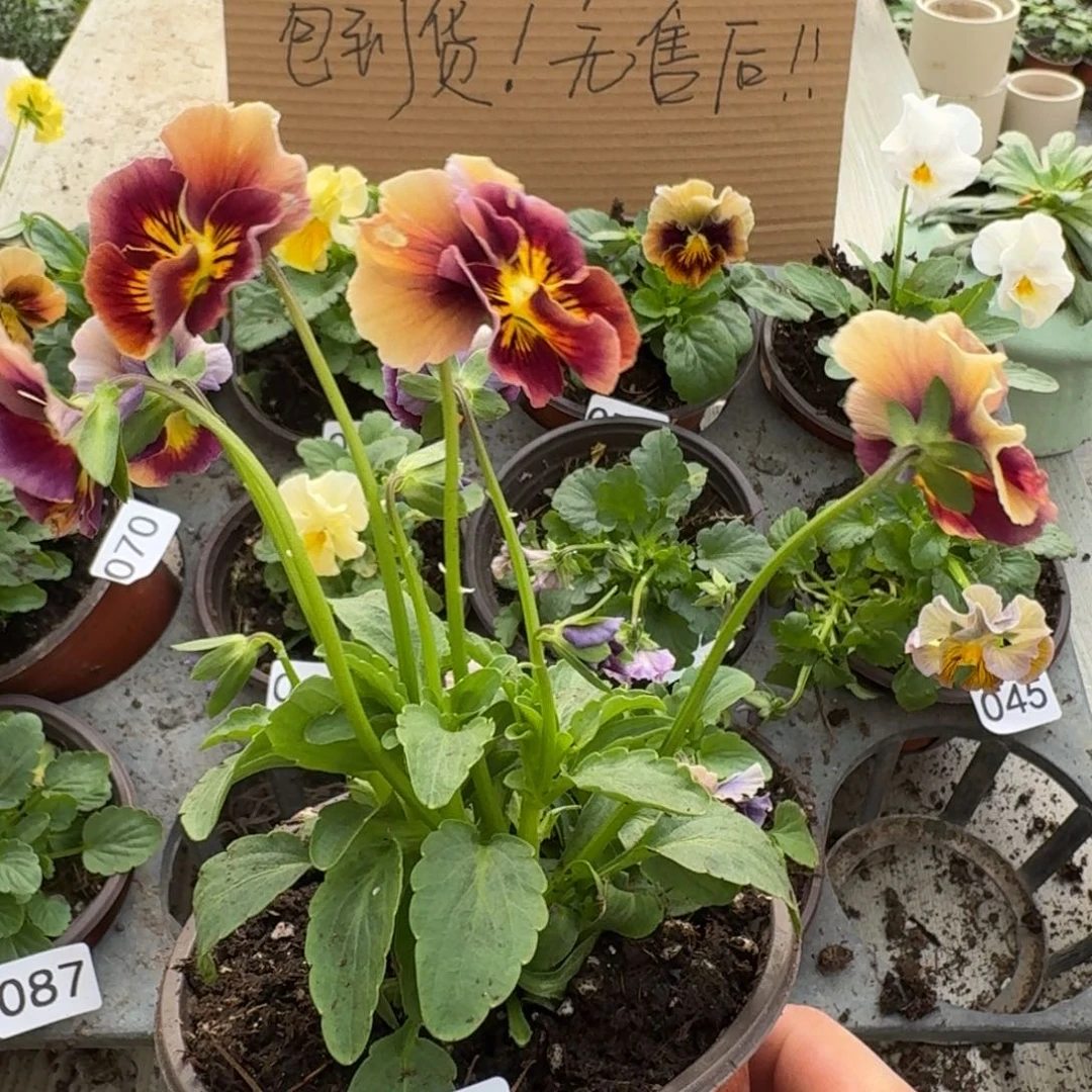大部分花苞少量开放152